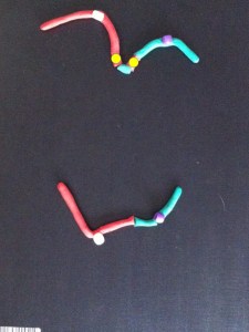 The broken chromosomes in the new cell join together - the top daughter cell gets an extra copy of the yellow gene. The bottom cell loses this copy of yellow gene.