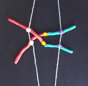 ....then, when the two halves of each centromere separate they head off in different directions.