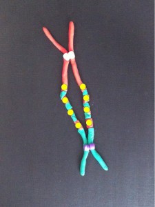 After replication - the new chromosome with four copies of the yellow gene courtesy of the breakage-fusion-bridge cycle. 