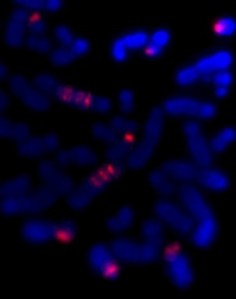 The red is DNA that's normally at one end of some of the chromosomes. The stripes tell us that the end of a chromosome (22) is in the middle of these chromosomes and there are extra copies. This helps us work out how these chromosomes were made. It's a strong clue that BFB cycles were involved and the ancestral chromosome had two centromeres.